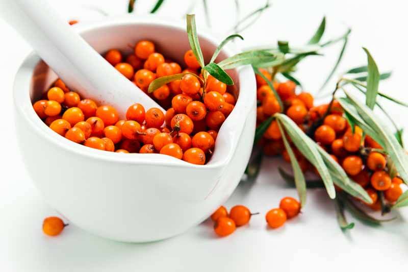 sea-buckthorn berries