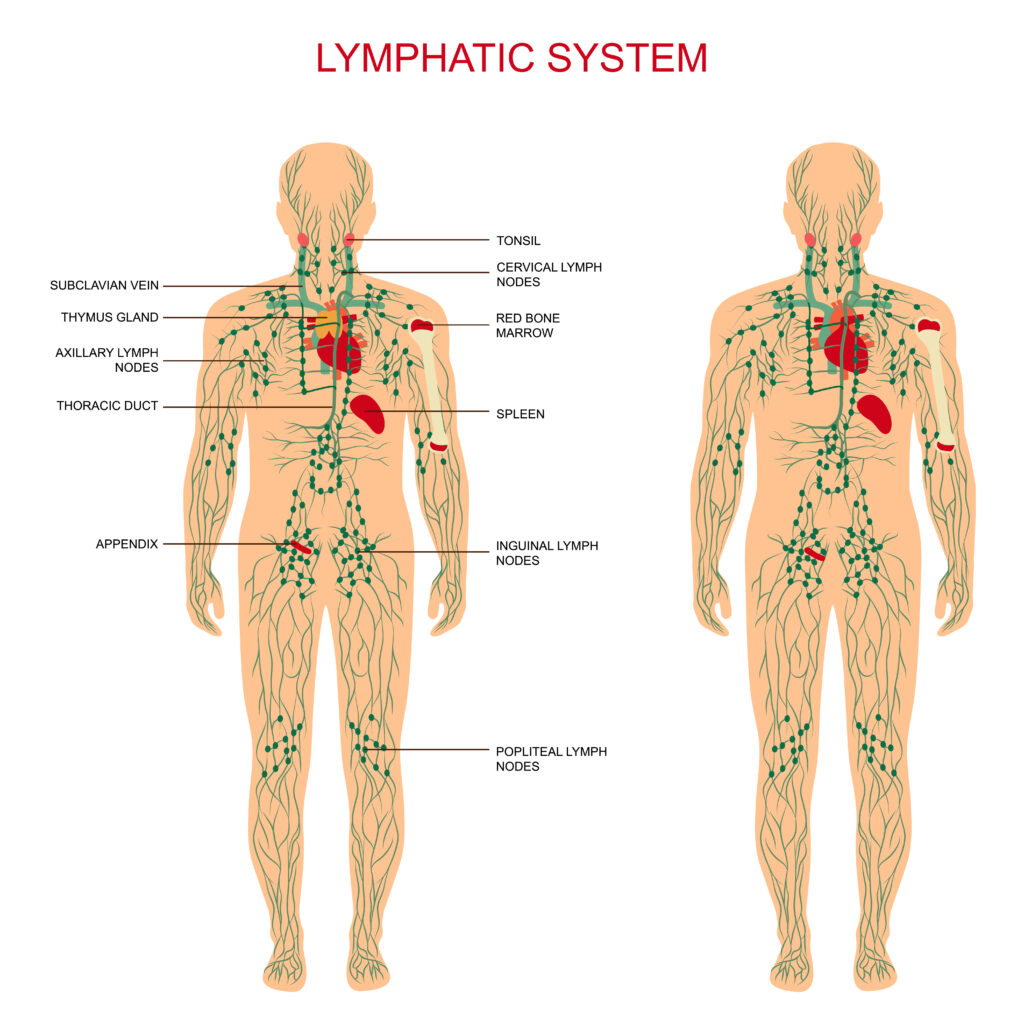 Essential Oils For Lymph Nodes – Time To Deflate Those Painful Mini-Beans Essential Oil Benefits